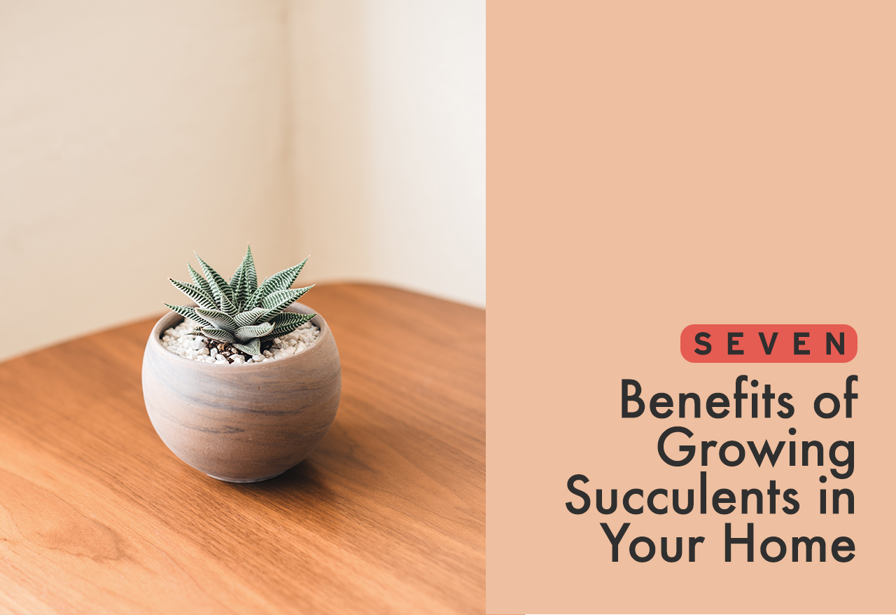 III. Enhancing Indoor Air Quality with Succulents